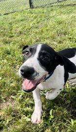 Avocado, a Adoptable Mixed Breed in Oskaloosa, IA image 3/3