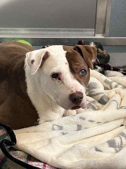 Ivy, Adoptable, Adult Female Mixed Breed & Mixed Breed.