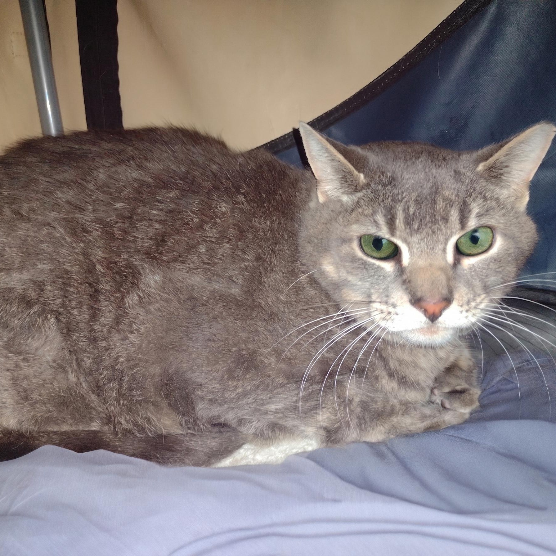 Max - Bonded w/Erma, ADOPTABLE, Senior Male Domestic Short Hair.