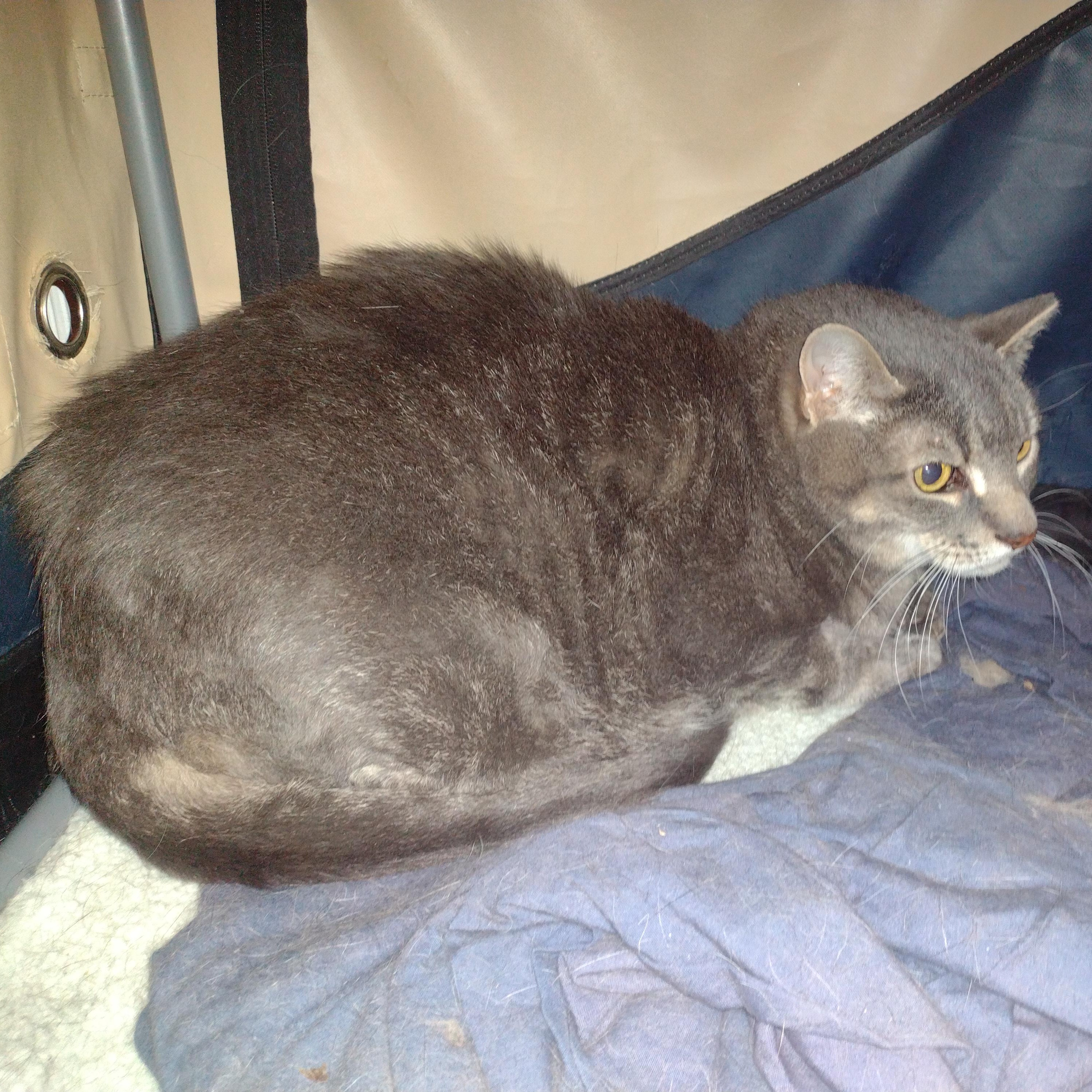 Enlarge Max - Bonded w/Erma, a ADOPTABLE Domestic Short Hair in Rockford, MI image 2/2