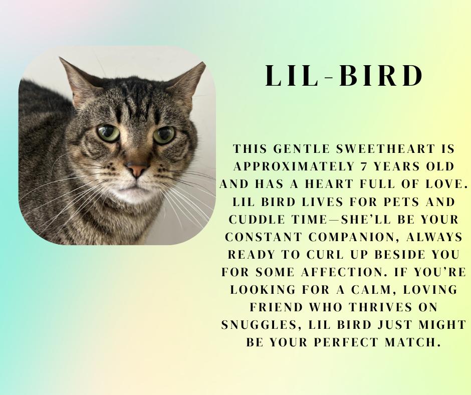 Lil - Bird