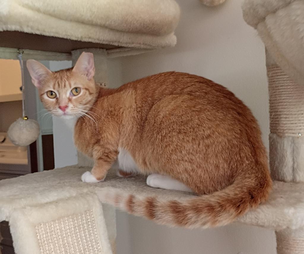 Dorothy, Adoptable, Young Female Domestic Short Hair.