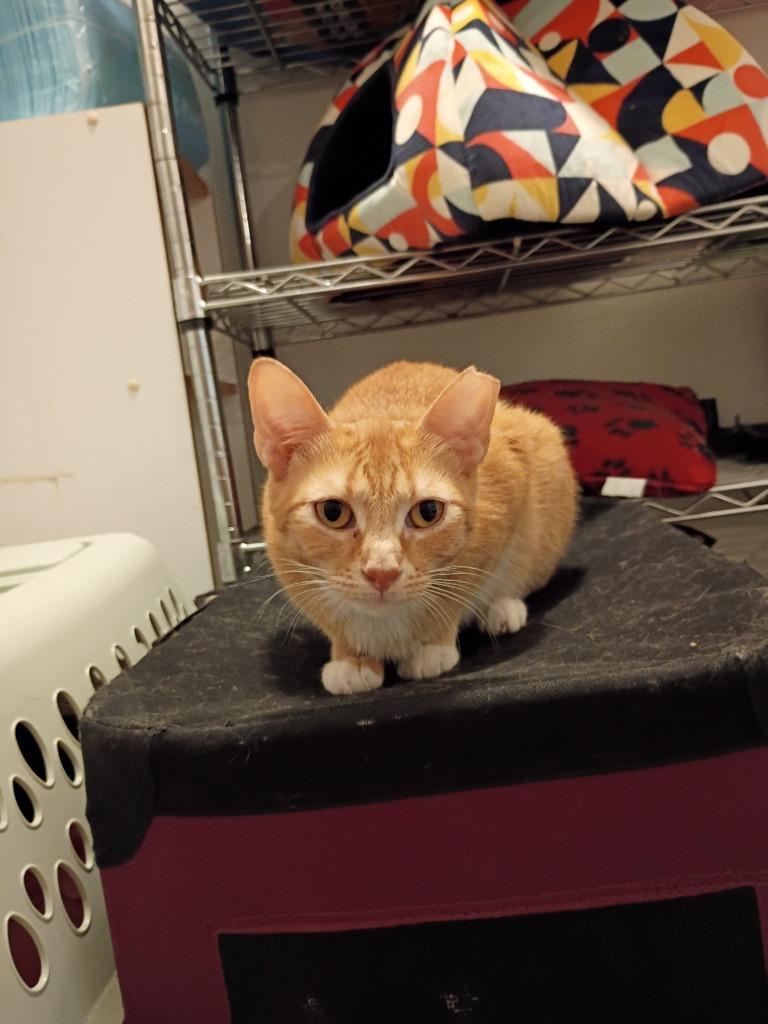 Enlarge Dorothy, a Adoptable mixed breed in Hardeeville, SC image 2/4