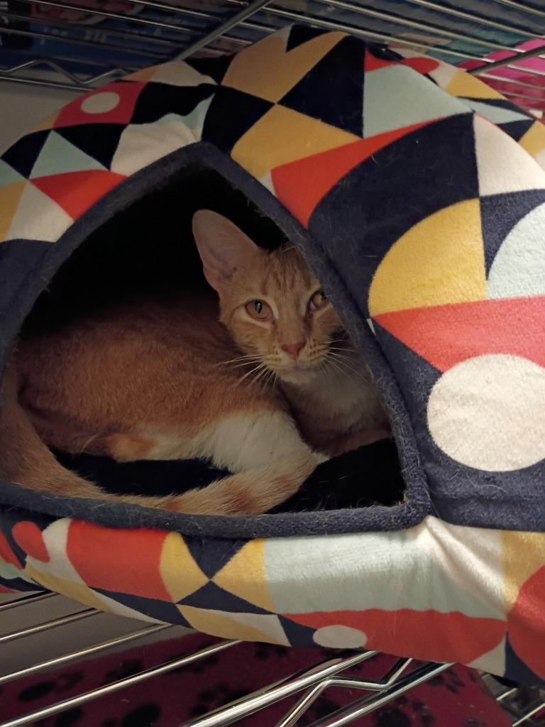 Enlarge Dorothy, a Adoptable mixed breed in Hardeeville, SC image 3/4
