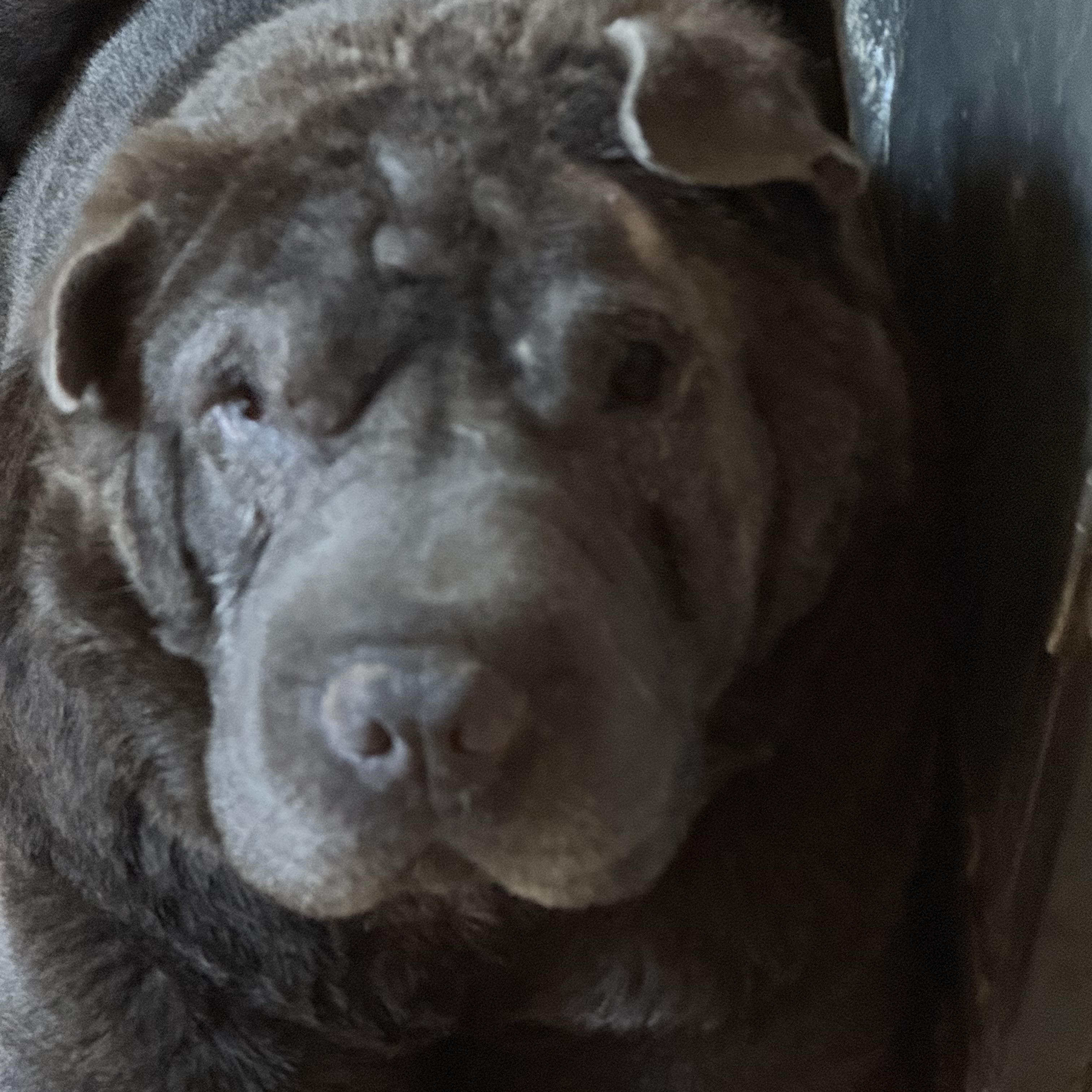 Enlarge Smokey, a Adopted mixed breed in Bakersville, NC image 1/5