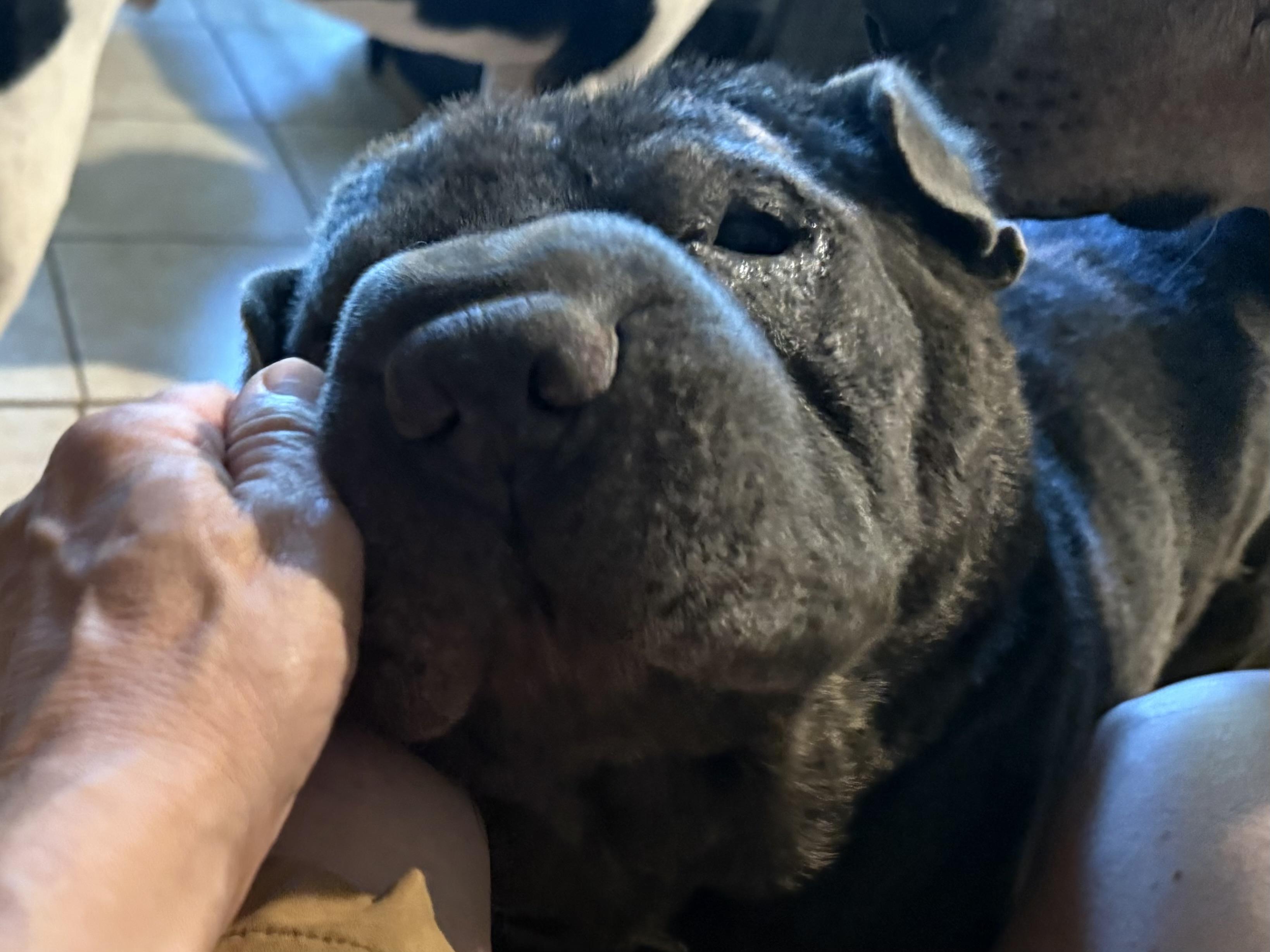 Enlarge Smokey, a Adopted mixed breed in Bakersville, NC image 2/5