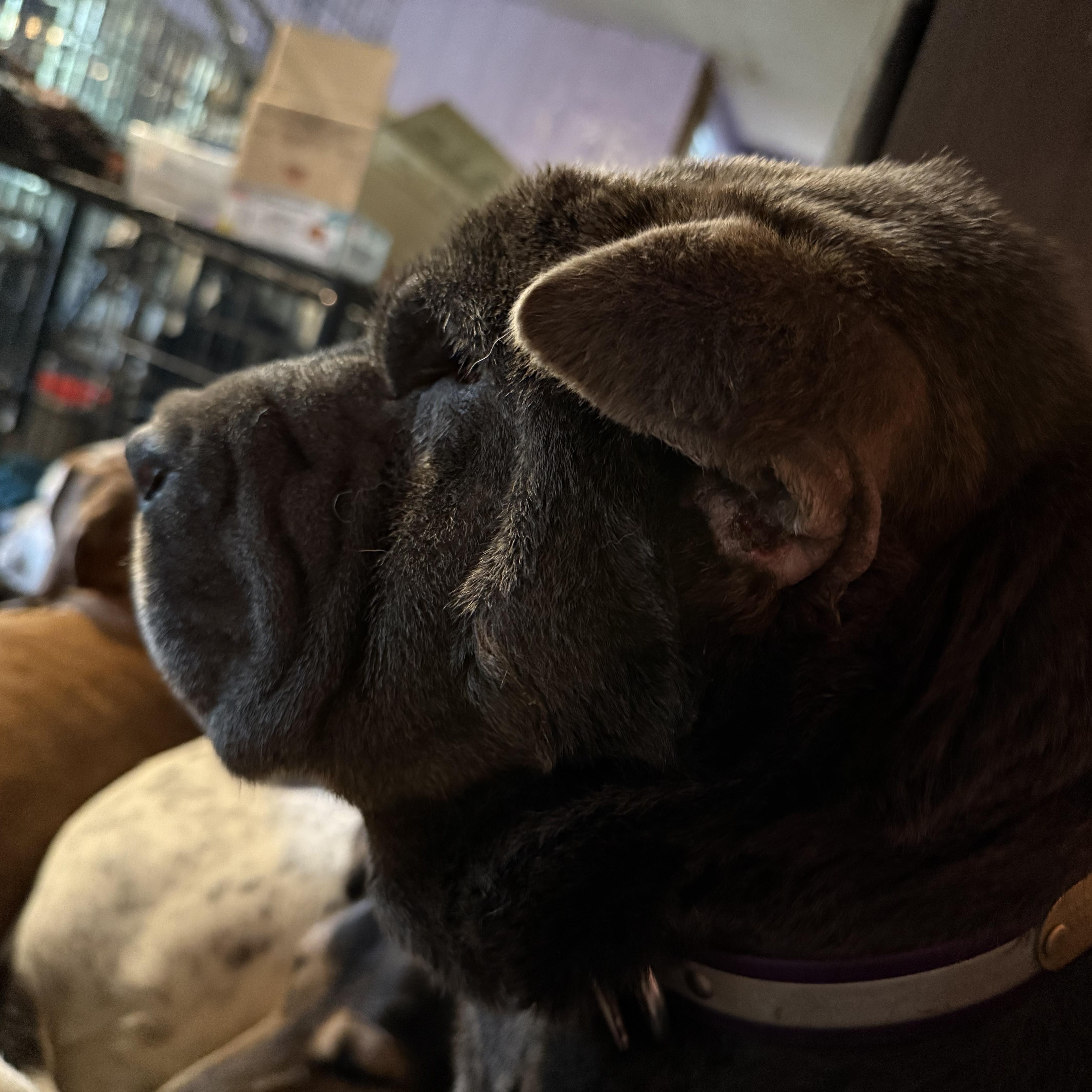 Enlarge Smokey, a Adopted mixed breed in Bakersville, NC image 4/5