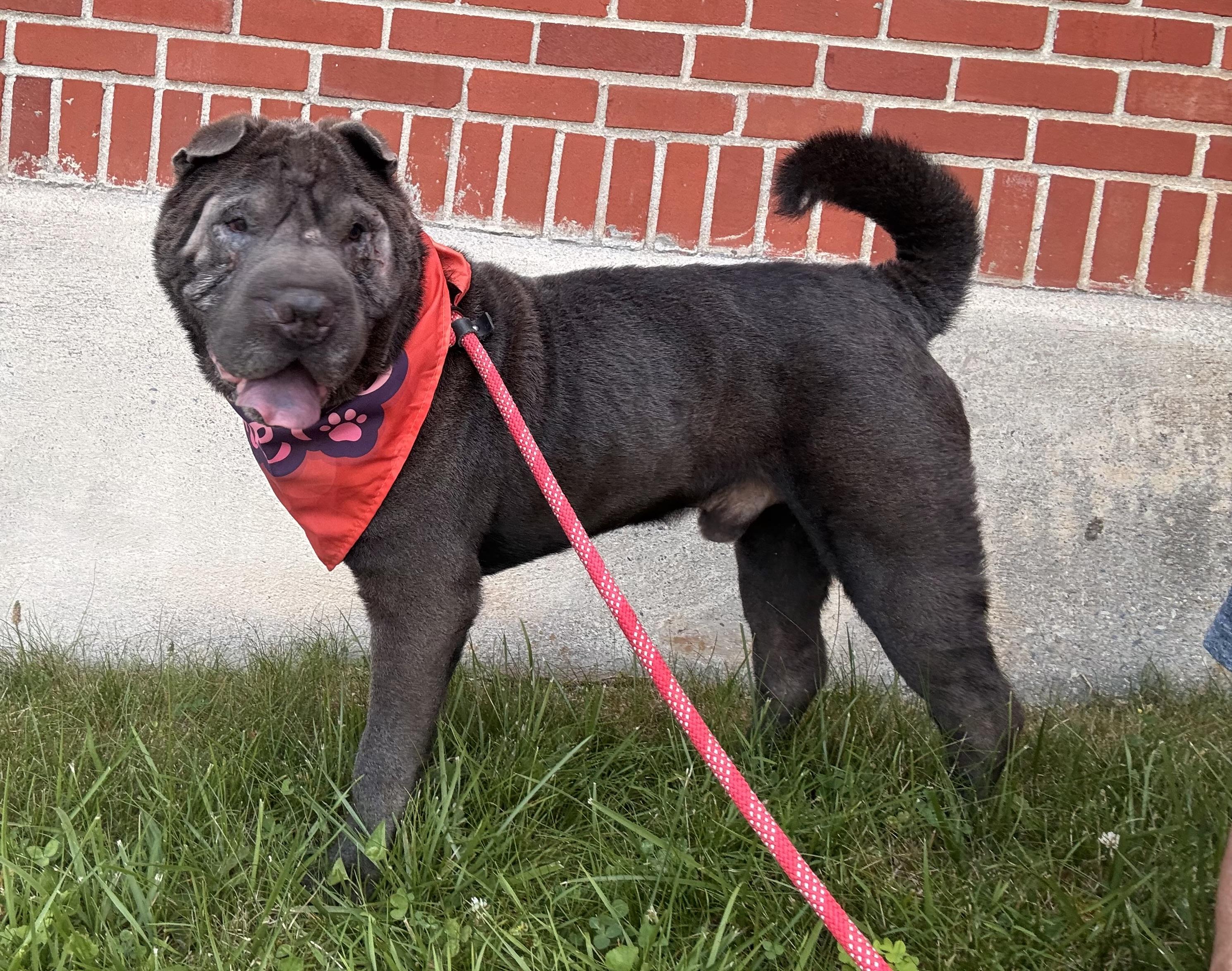 Enlarge Smokey, a Adopted mixed breed in Bakersville, NC image 3/5