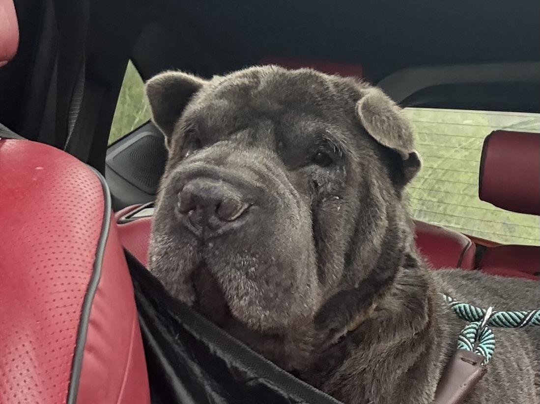 Enlarge Smokey, a Adopted mixed breed in Bakersville, NC image 5/5