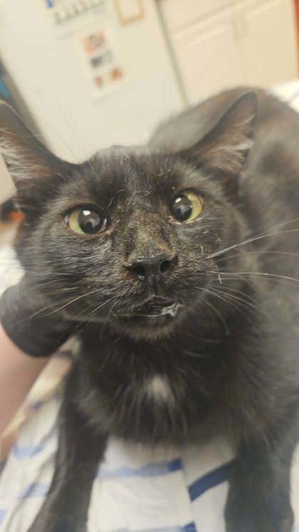 Christy, Adoptable, Adult Female Domestic Short Hair.