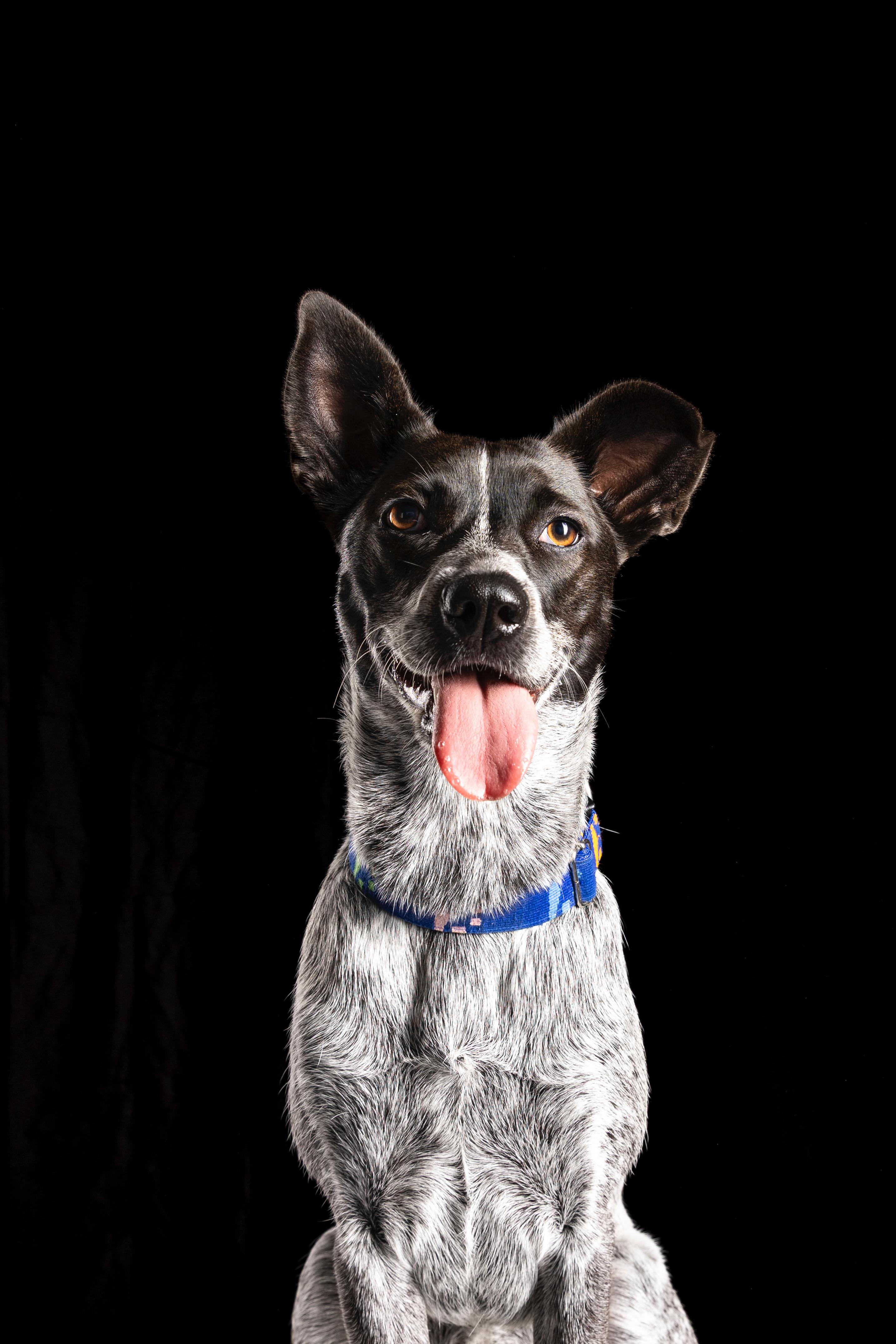 Judge Judy, Adoptable, Young Female Cattle Dog.