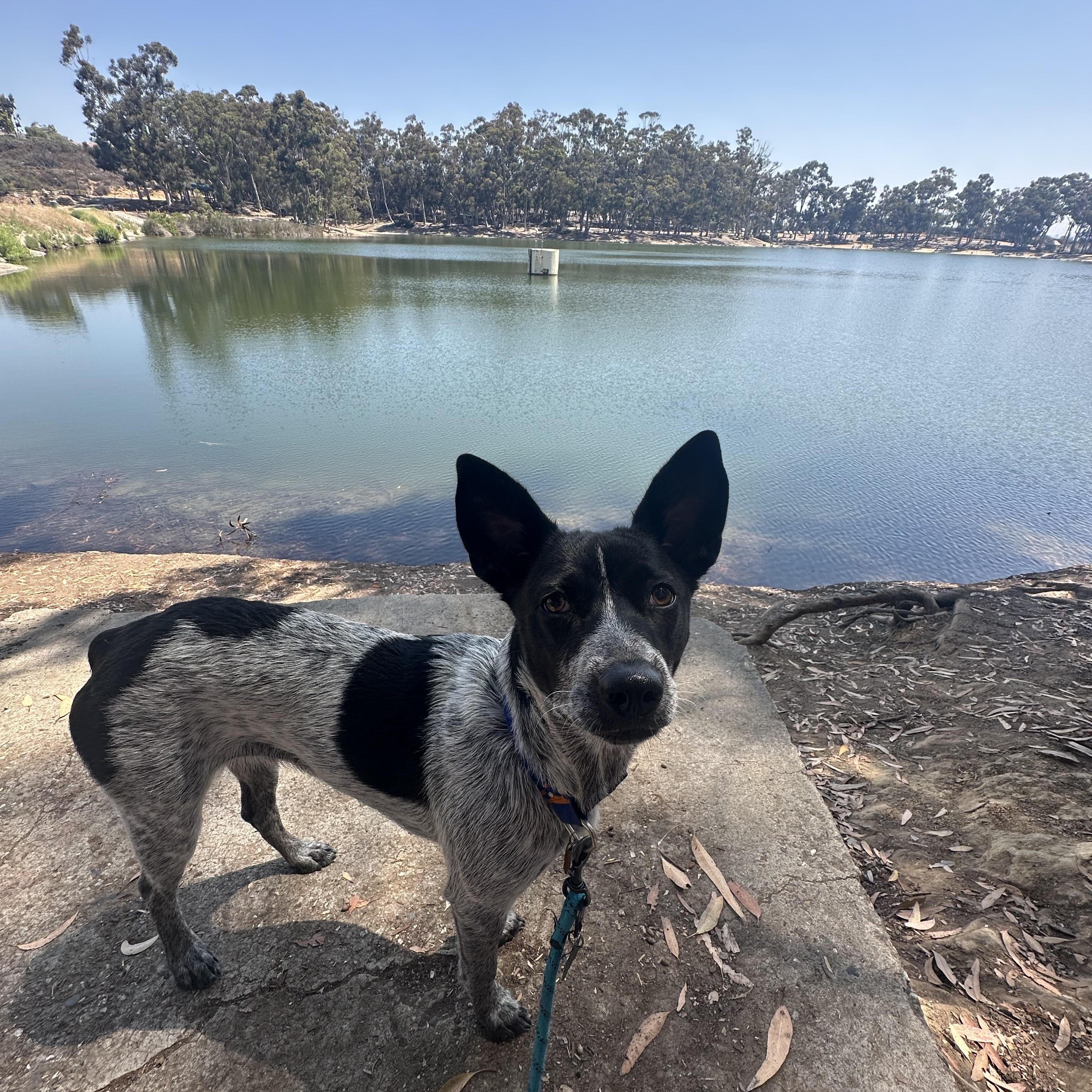 Judge Judy, a Adoptable mixed breed in San Diego, CA image 2/5