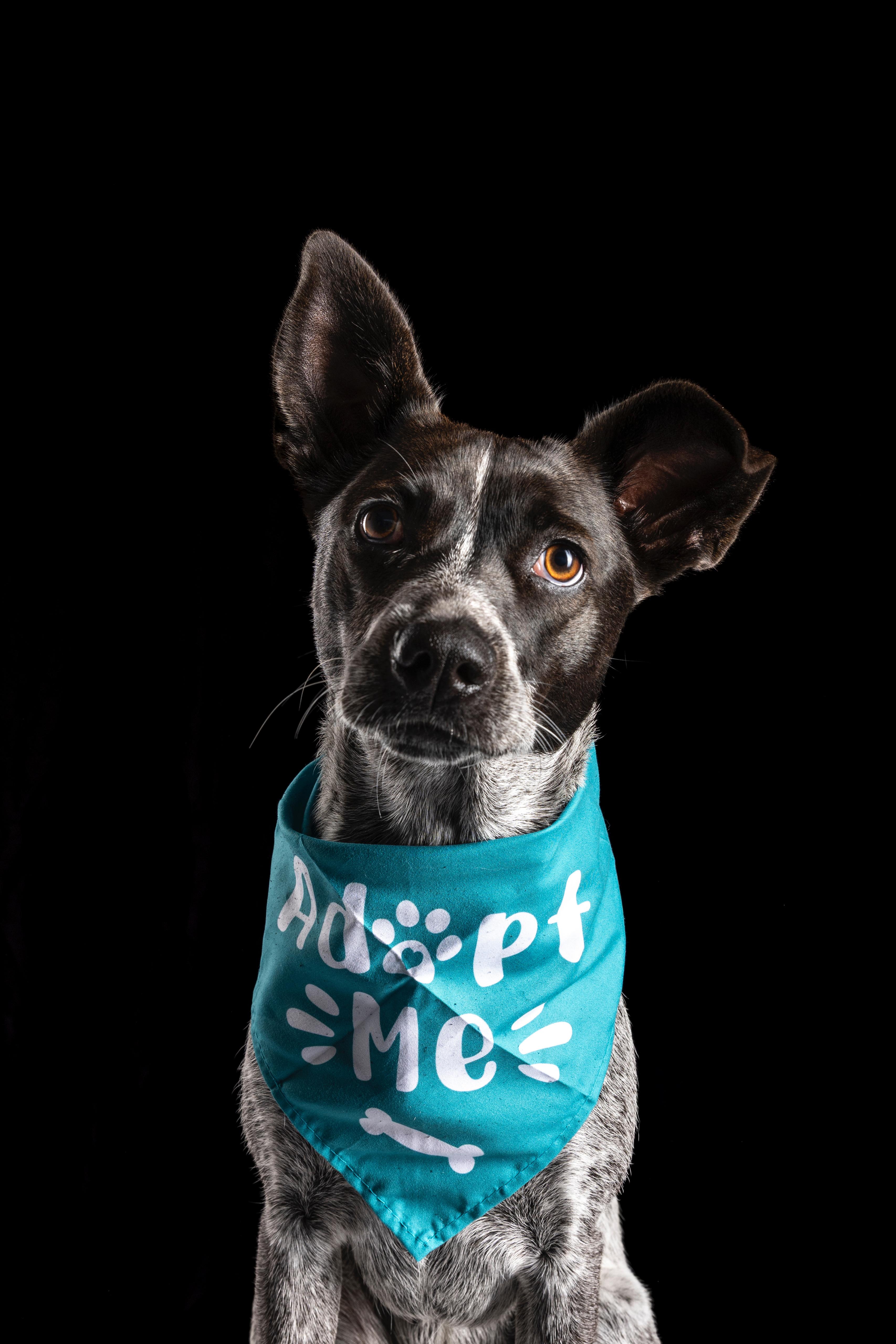 Judge Judy, a Adoptable mixed breed in San Diego, CA image 3/5
