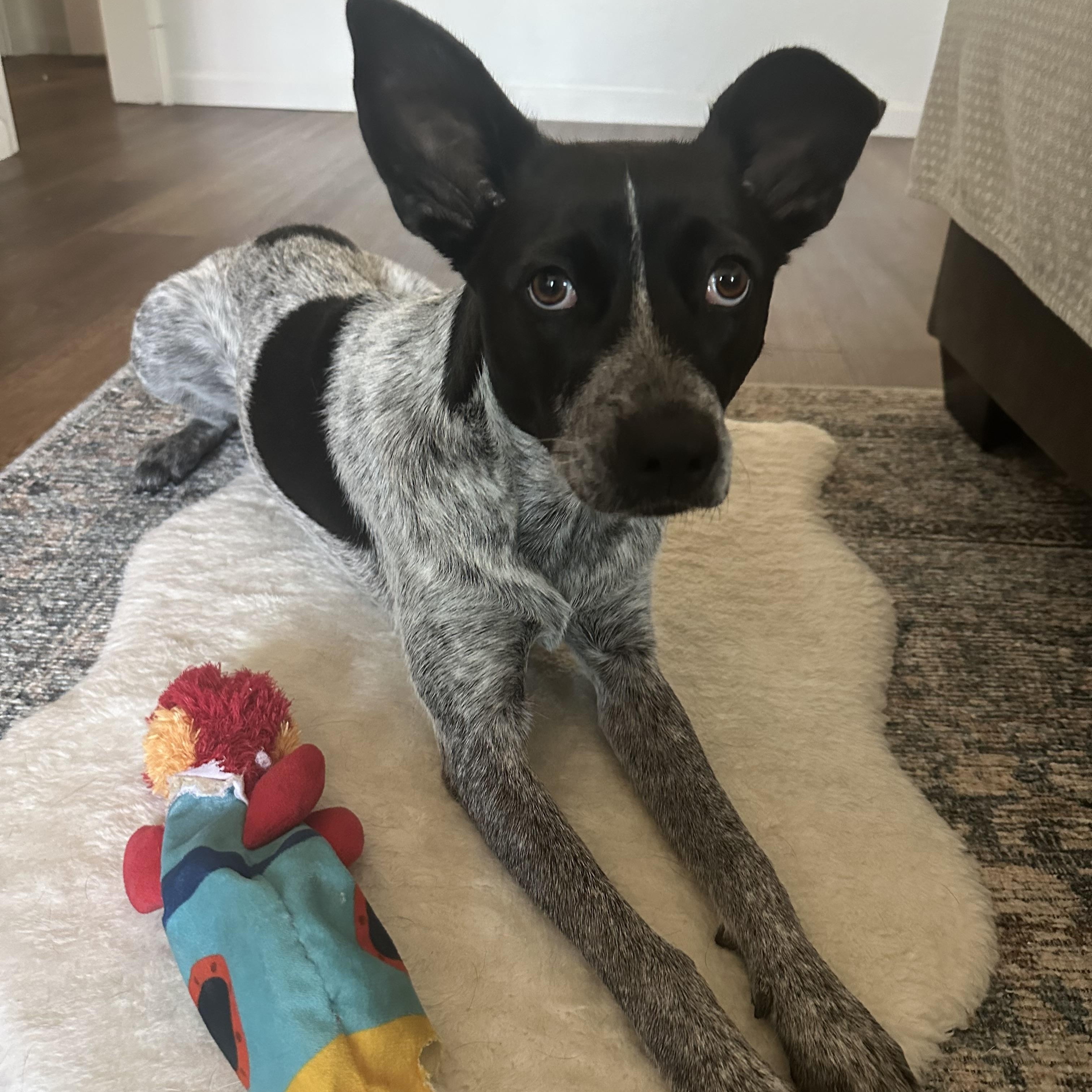 Judge Judy, a Adoptable mixed breed in San Diego, CA image 4/5