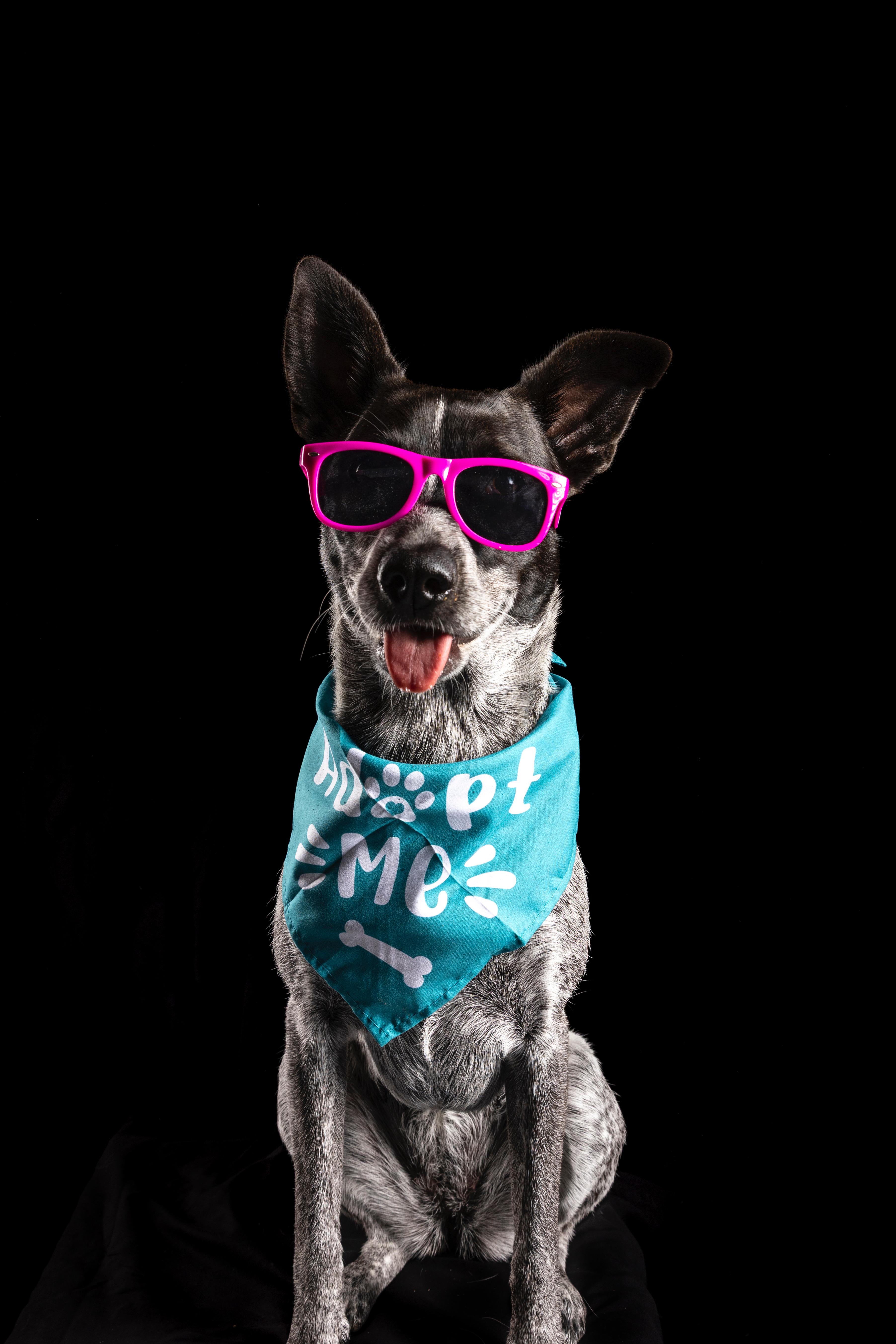 Judge Judy, a Adoptable mixed breed in San Diego, CA image 5/5