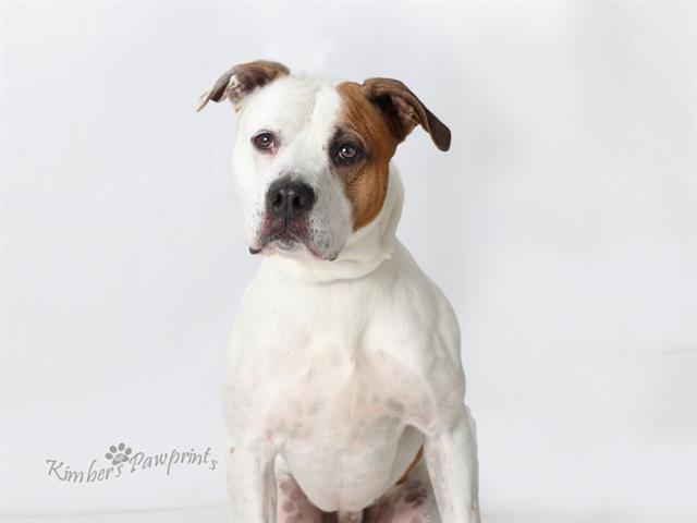 LOKI, Adoptable, Young Male Labrador Retriever & Mixed Breed.
