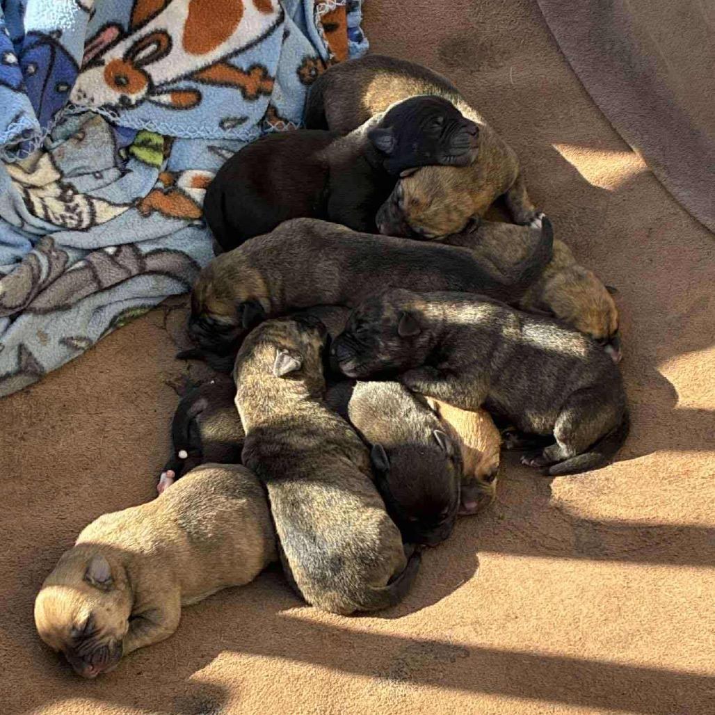 Artax, Adoptable, Puppy Male Mixed Breed.