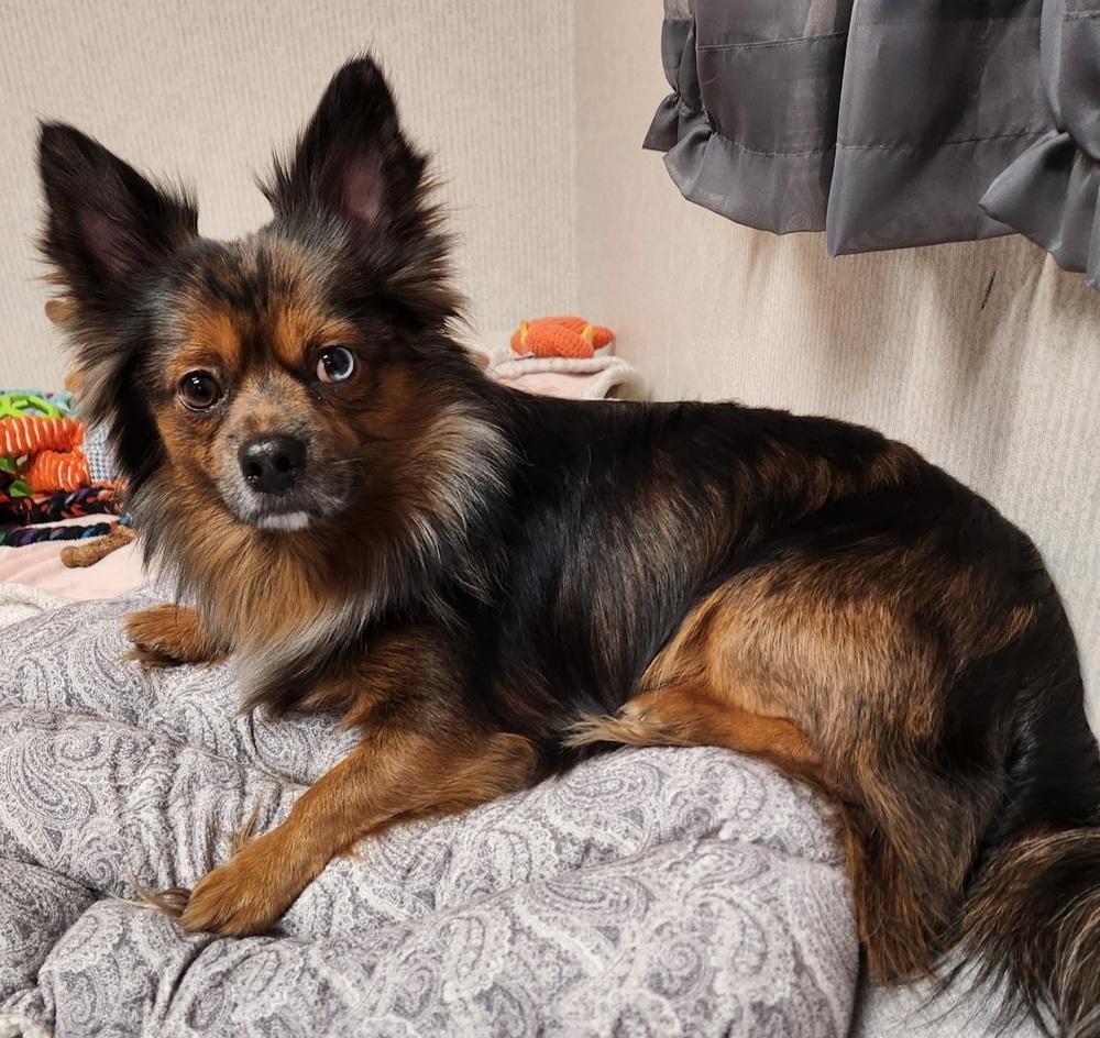 Max, Adoptable, Adult Male Chihuahua & Pomeranian.