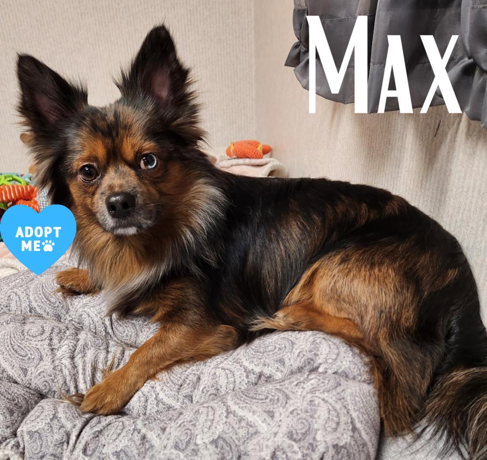 Enlarge Max, a Adoptable mixed breed in Anoka, MN image 1/1