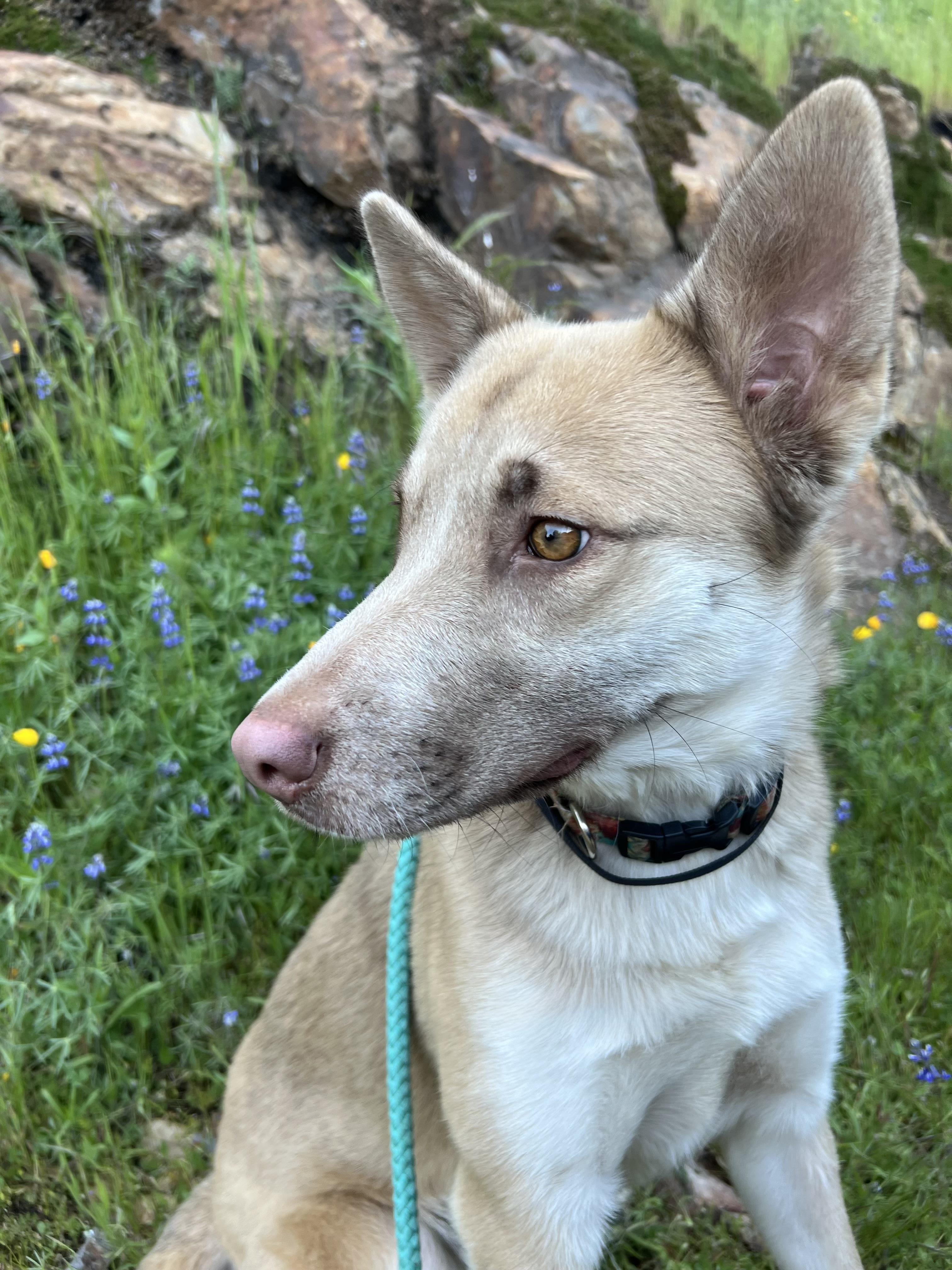 Cinnamon, an adoptable Husky in Sonora, CA, 95370 | Photo Image 3