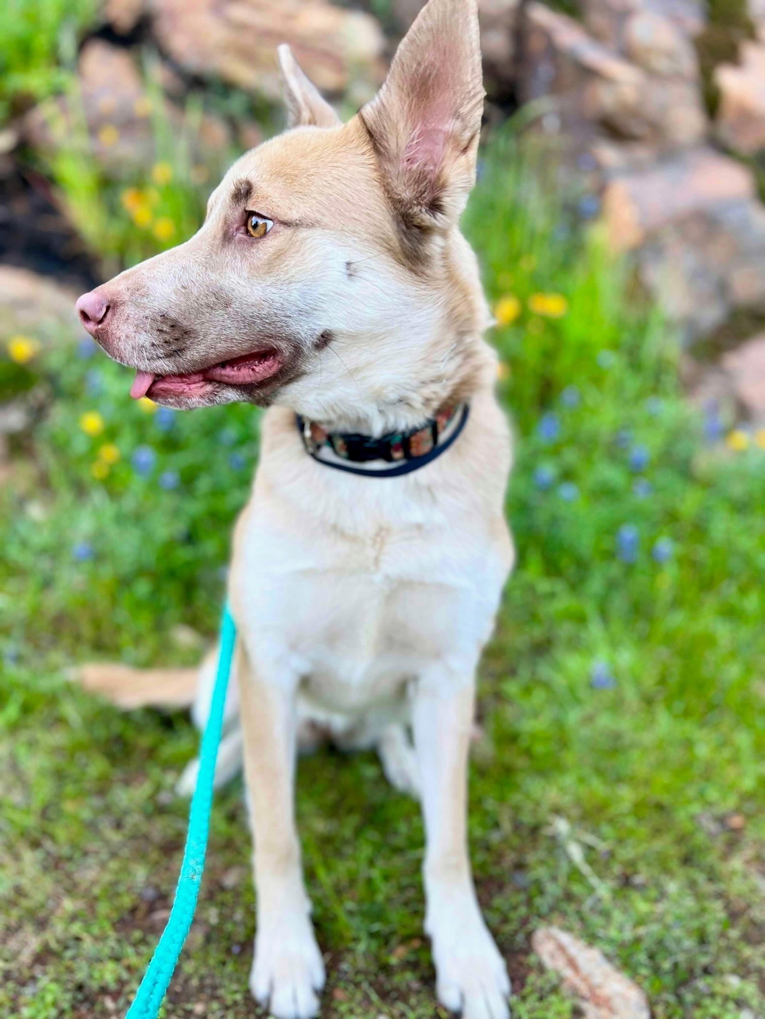 Cinnamon, an adoptable Husky in Sonora, CA, 95370 | Photo Image 2