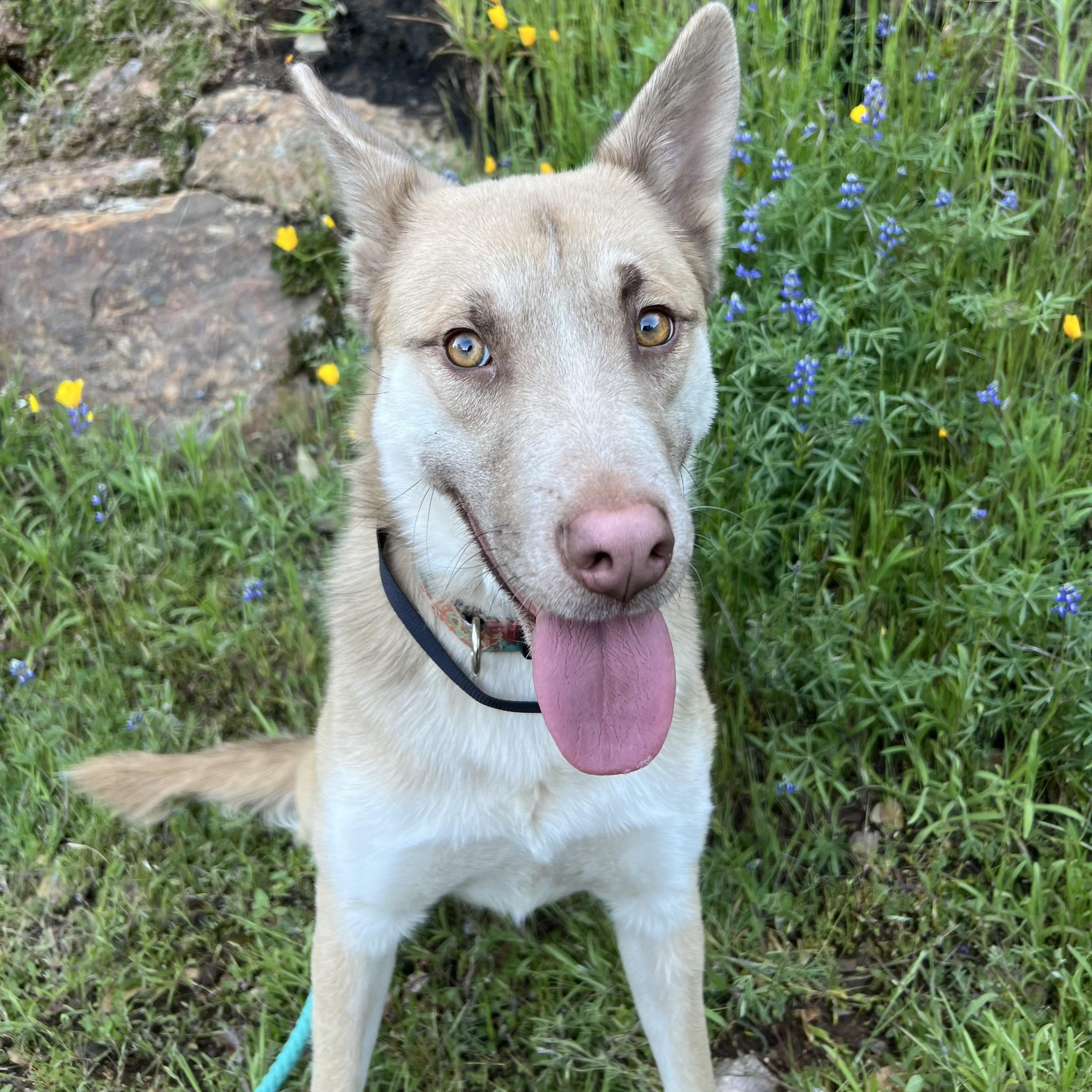 Cinnamon, an adoptable Husky in Sonora, CA, 95370 | Photo Image 1