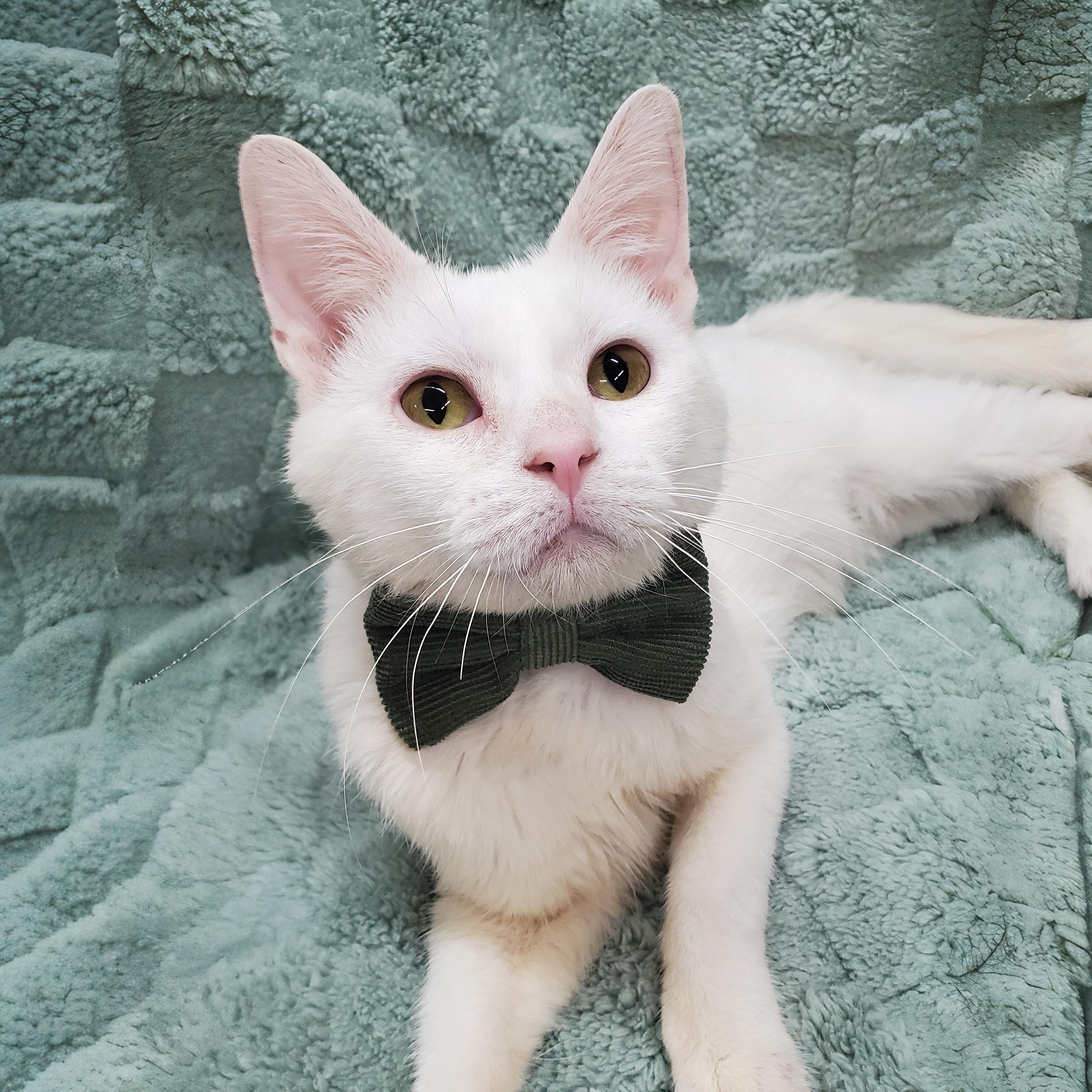 Enlarge Griffin, a Adoptable Domestic Short Hair in Marseilles, IL image 1/2