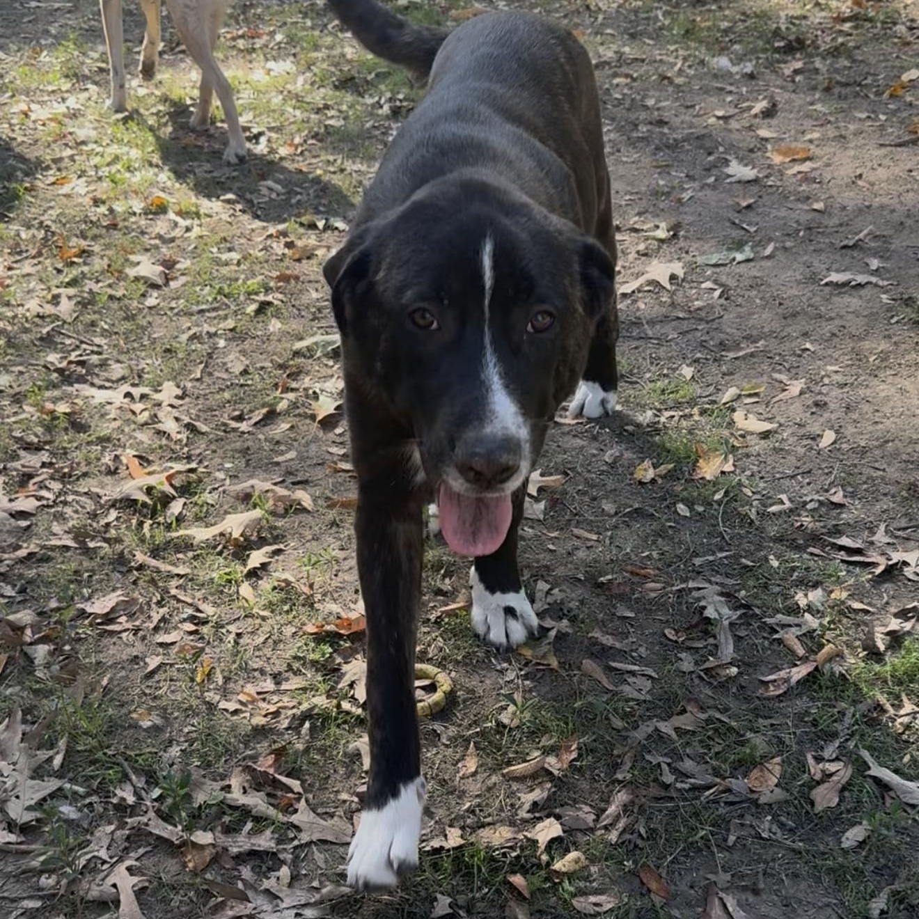 Enlarge Porter, a Adoptable mixed breed in Allentown, PA image 3/5