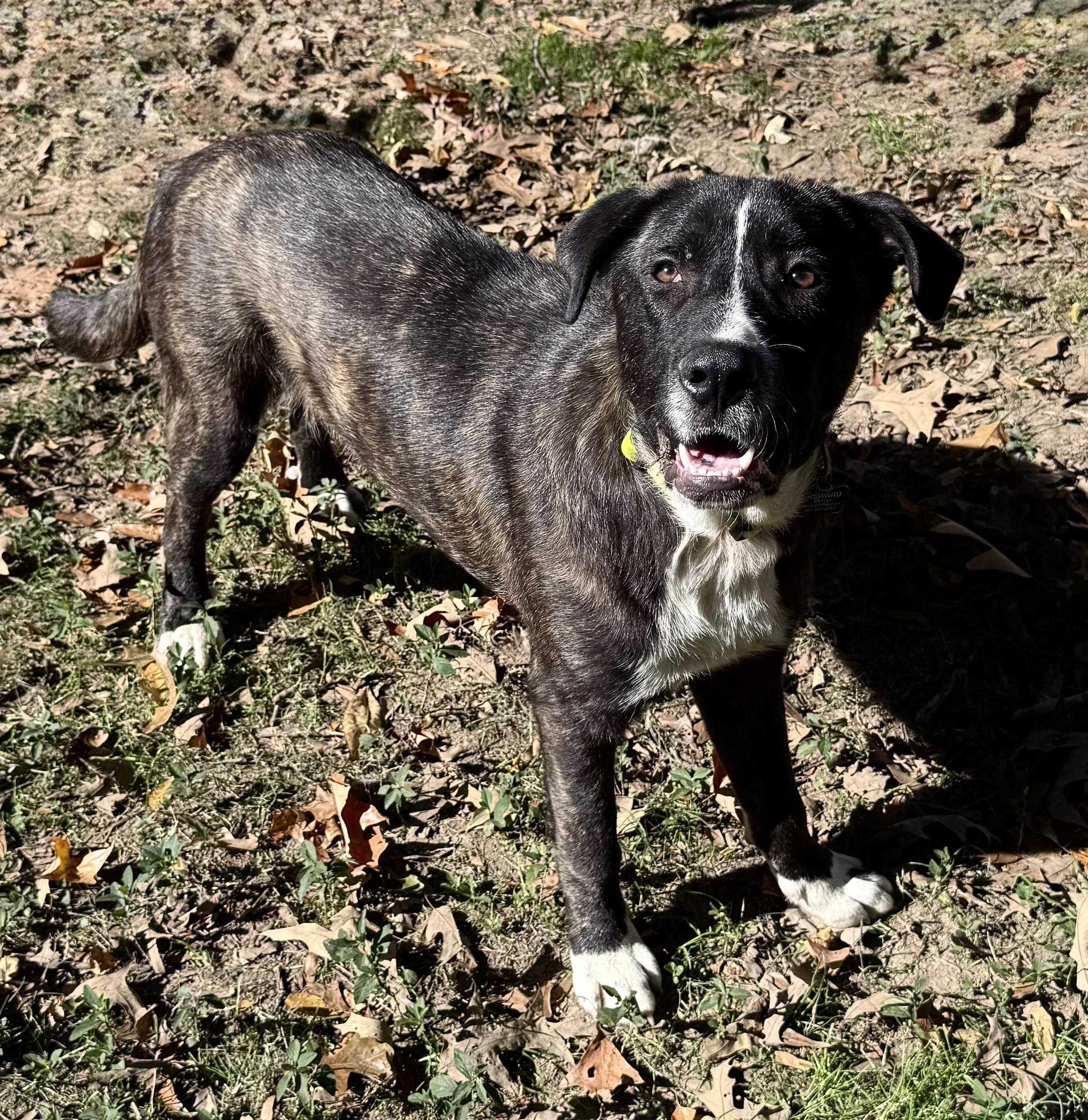 Enlarge Porter, a Adoptable mixed breed in Allentown, PA image 4/5