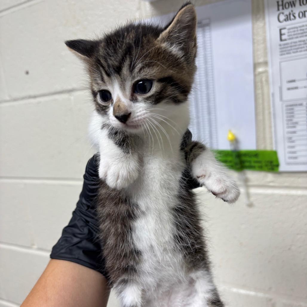 Karis, Adoptable, Kitten Male Domestic Short Hair.