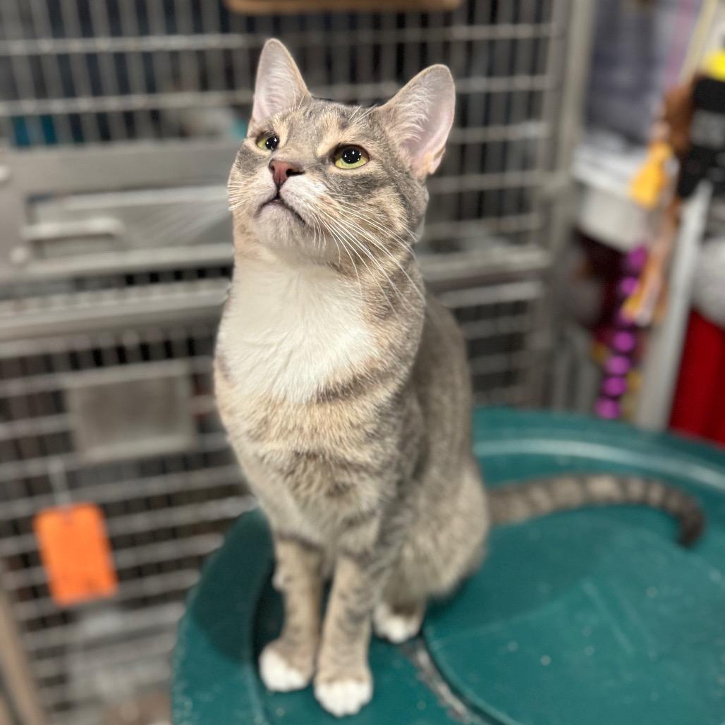 Aurora, Adoptable, Young Female Domestic Short Hair.