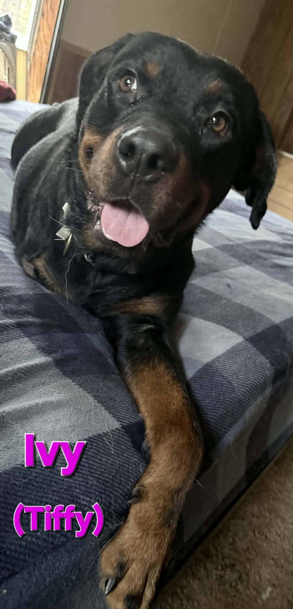 Enlarge Ivy, an adopted Rottweiler in Davison, MI image 3/4