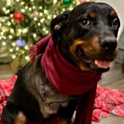Enlarge Ivy, an adopted Rottweiler in Davison, MI image 4/4
