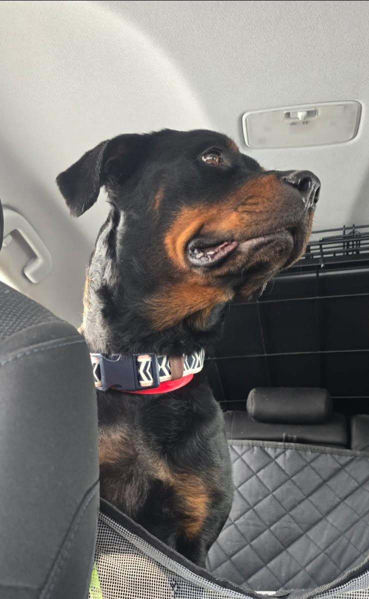Enlarge Ivy, an adopted Rottweiler in Davison, MI image 2/4