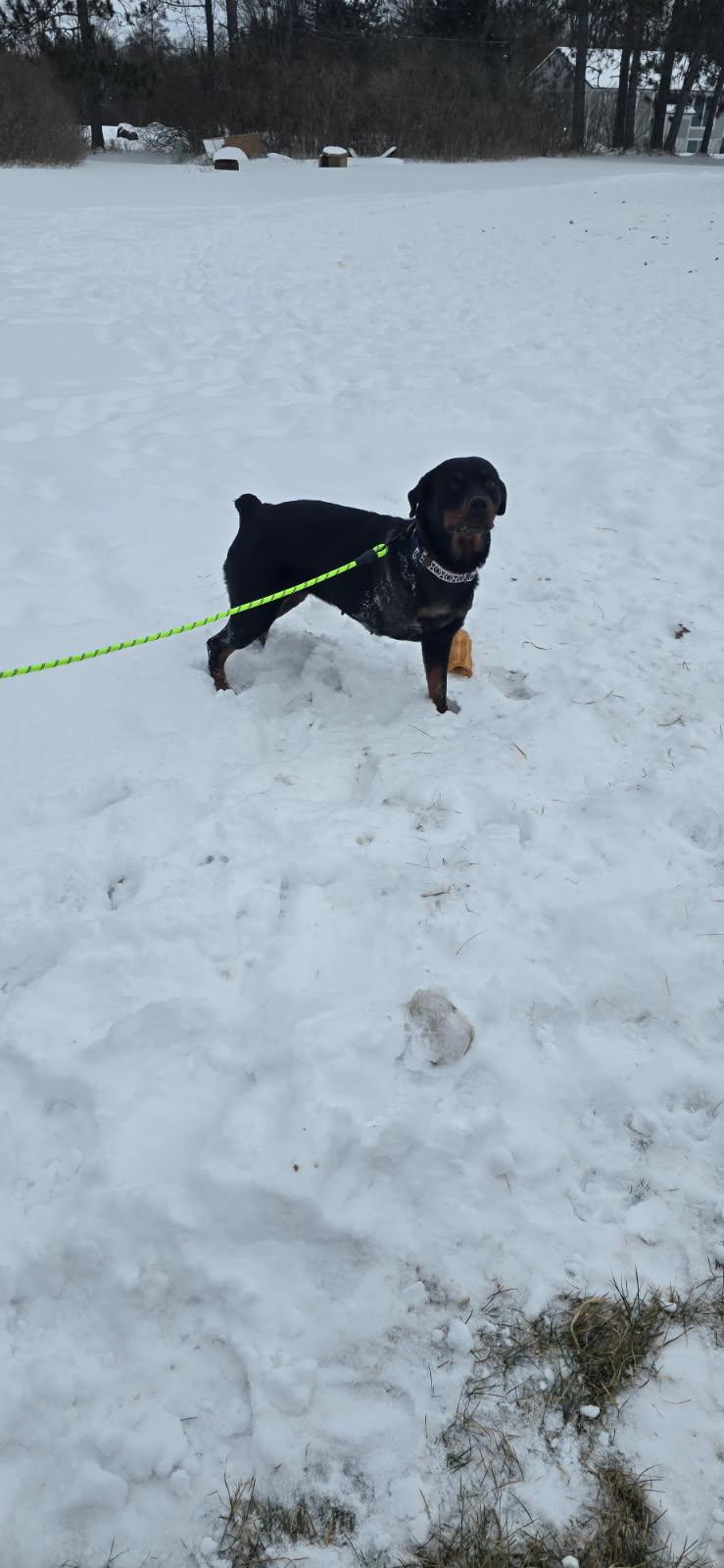 Enlarge Ivy, an adopted Rottweiler in Davison, MI image 1/4