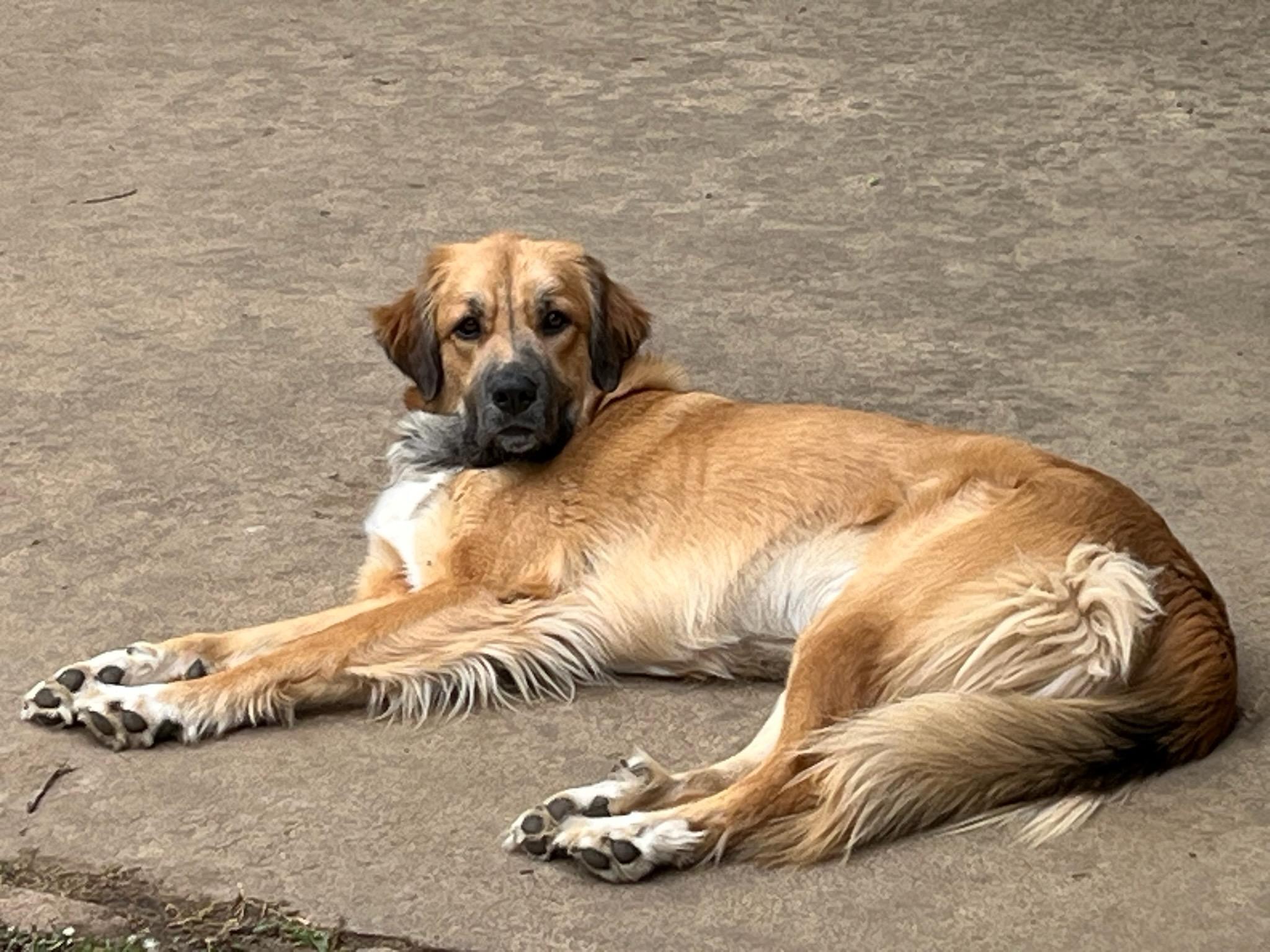 Ellie, ADOPTABLE, Adult Female Great Pyrenees & Anatolian Shepherd.