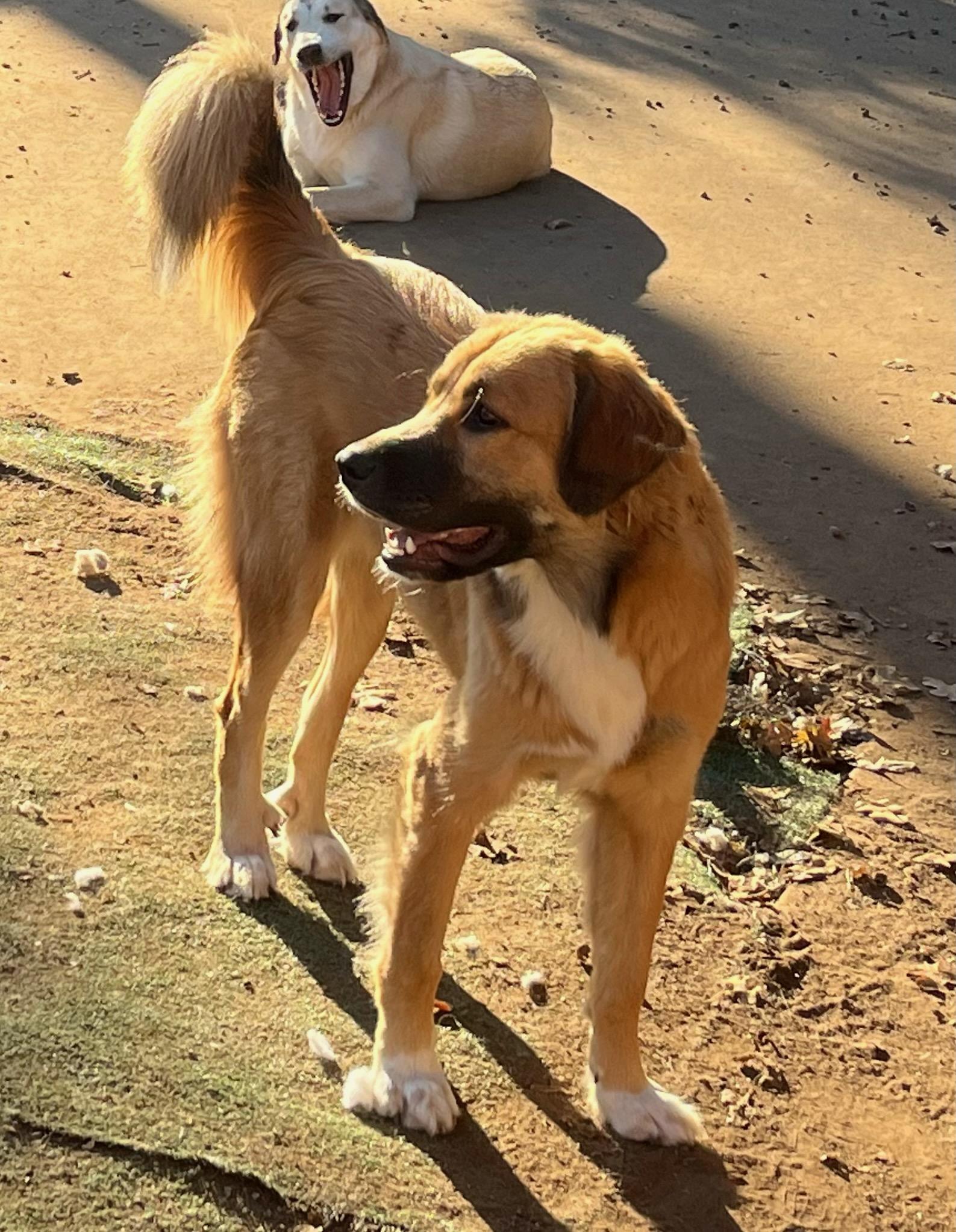 Ellie, a ADOPTABLE mixed breed in Colleyville, TX image 3/6