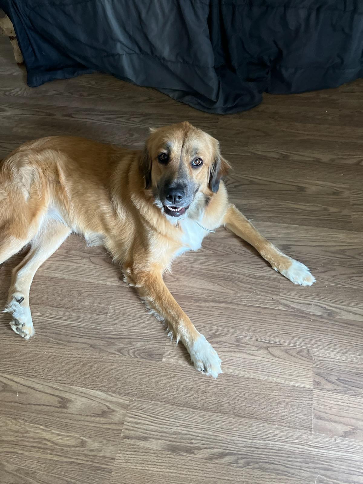 Ellie, a ADOPTABLE mixed breed in Colleyville, TX image 5/6