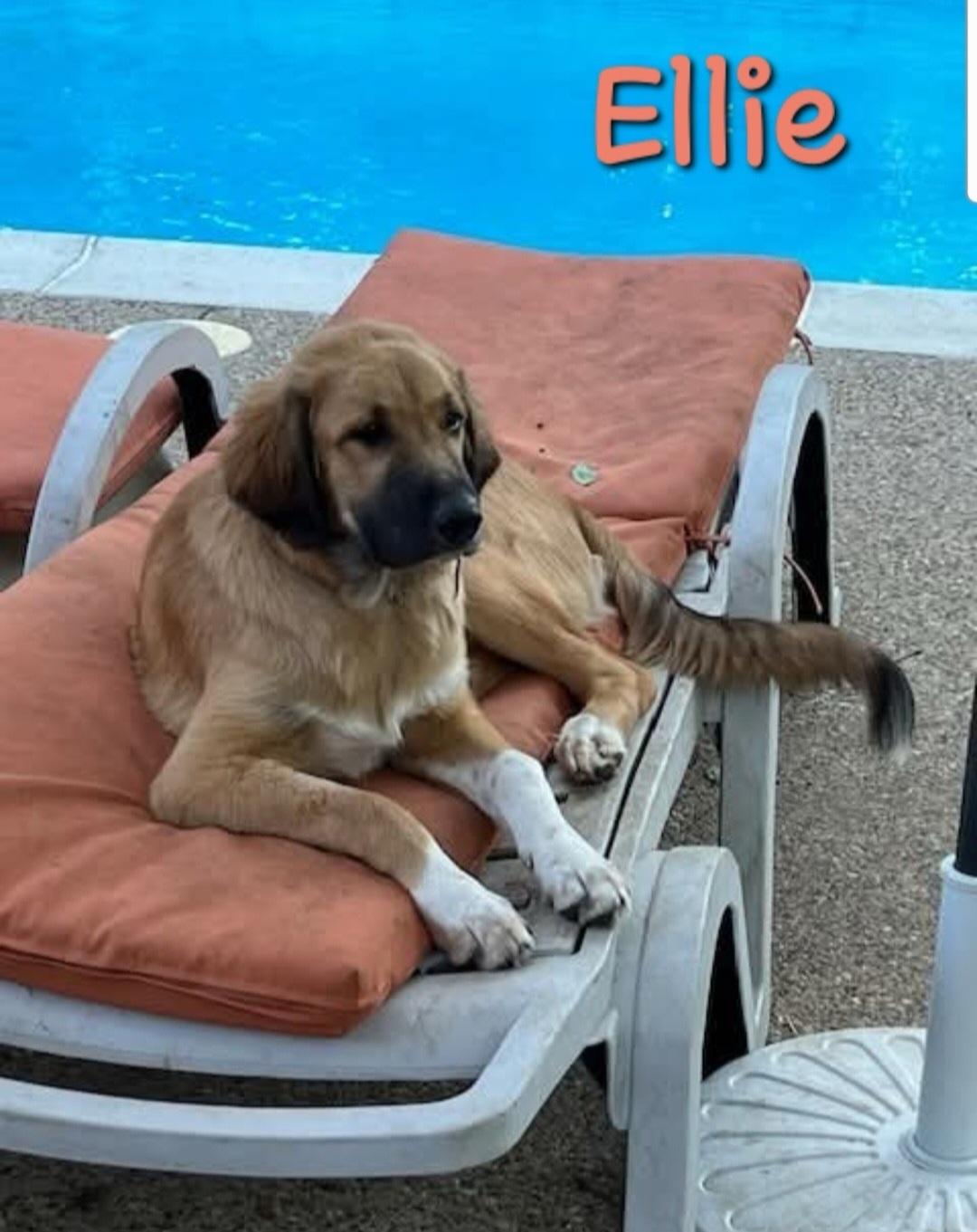 Ellie, a ADOPTABLE mixed breed in Colleyville, TX image 6/6