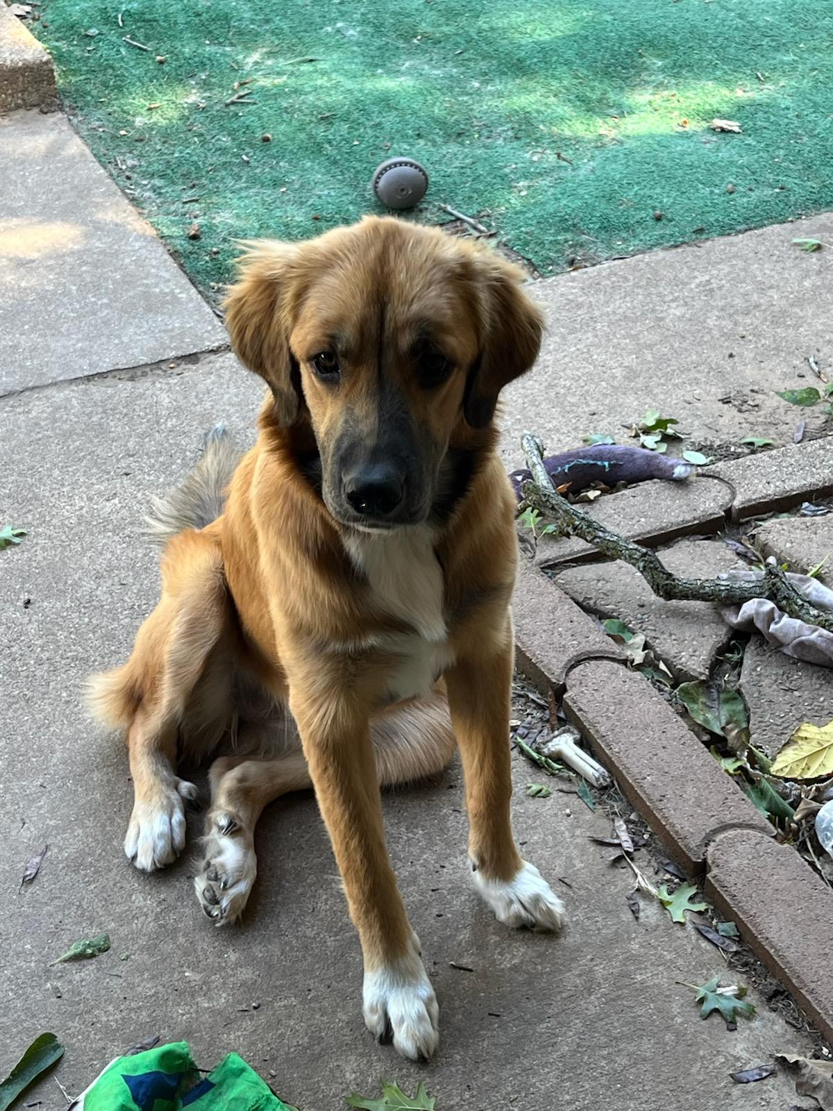 Ellie, a ADOPTABLE mixed breed in Colleyville, TX image 4/6