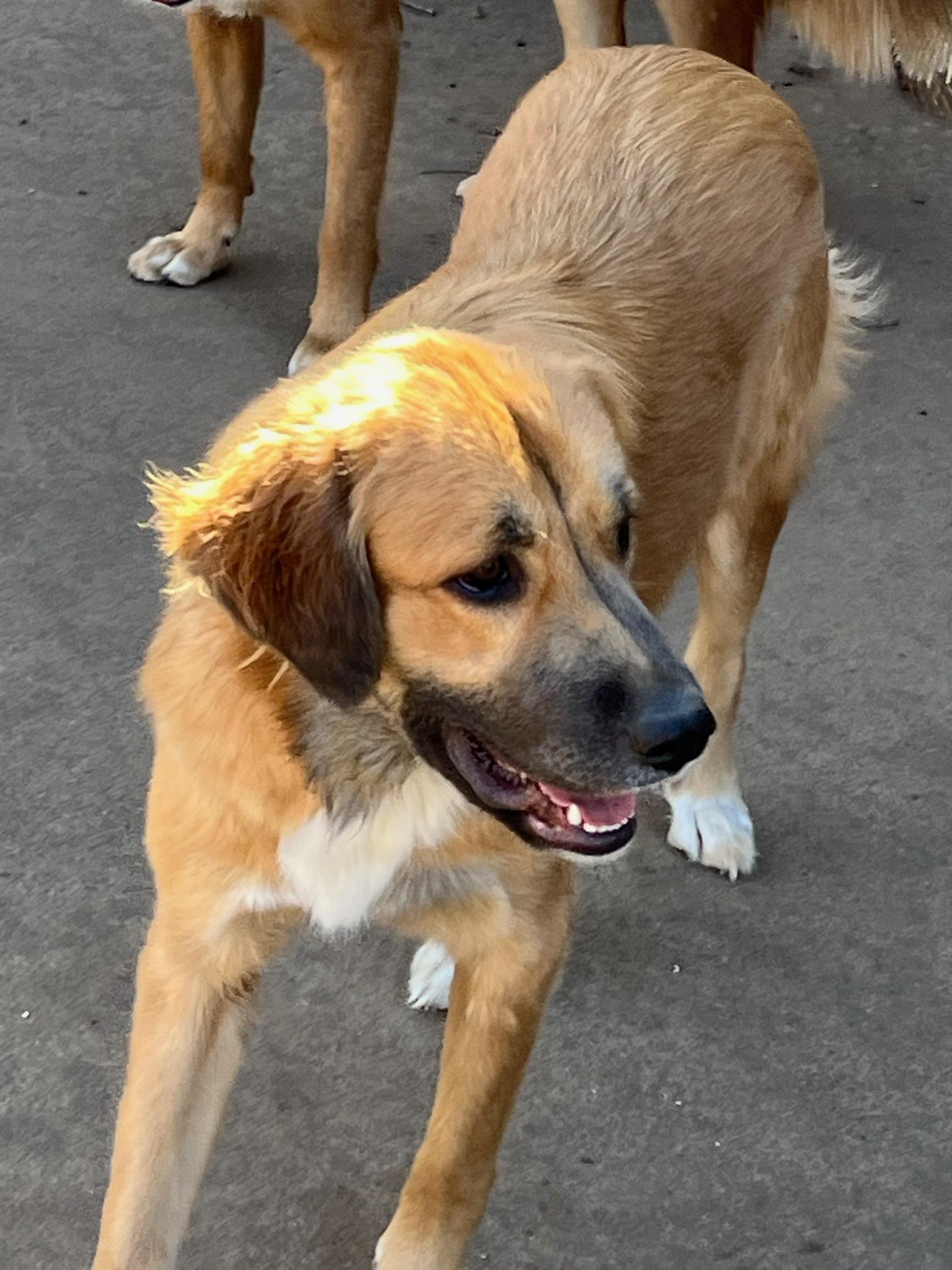 Ellie, a ADOPTABLE mixed breed in Colleyville, TX image 2/6