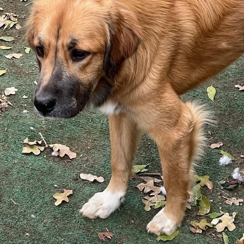 Enlarge Ellie, a ADOPTABLE mixed breed in Colleyville, TX image 5/5