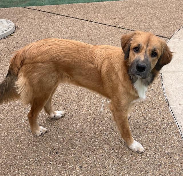 Ellie, ADOPTABLE, Adult Female Great Pyrenees & Anatolian Shepherd.