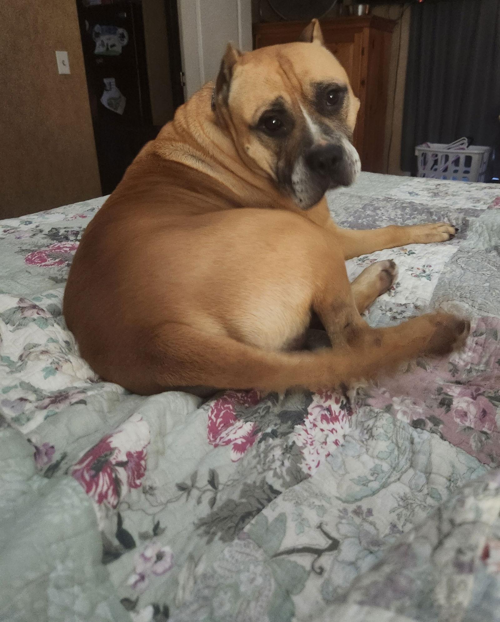 Rocky, Adoptable, Senior Male American Staffordshire Terrier.