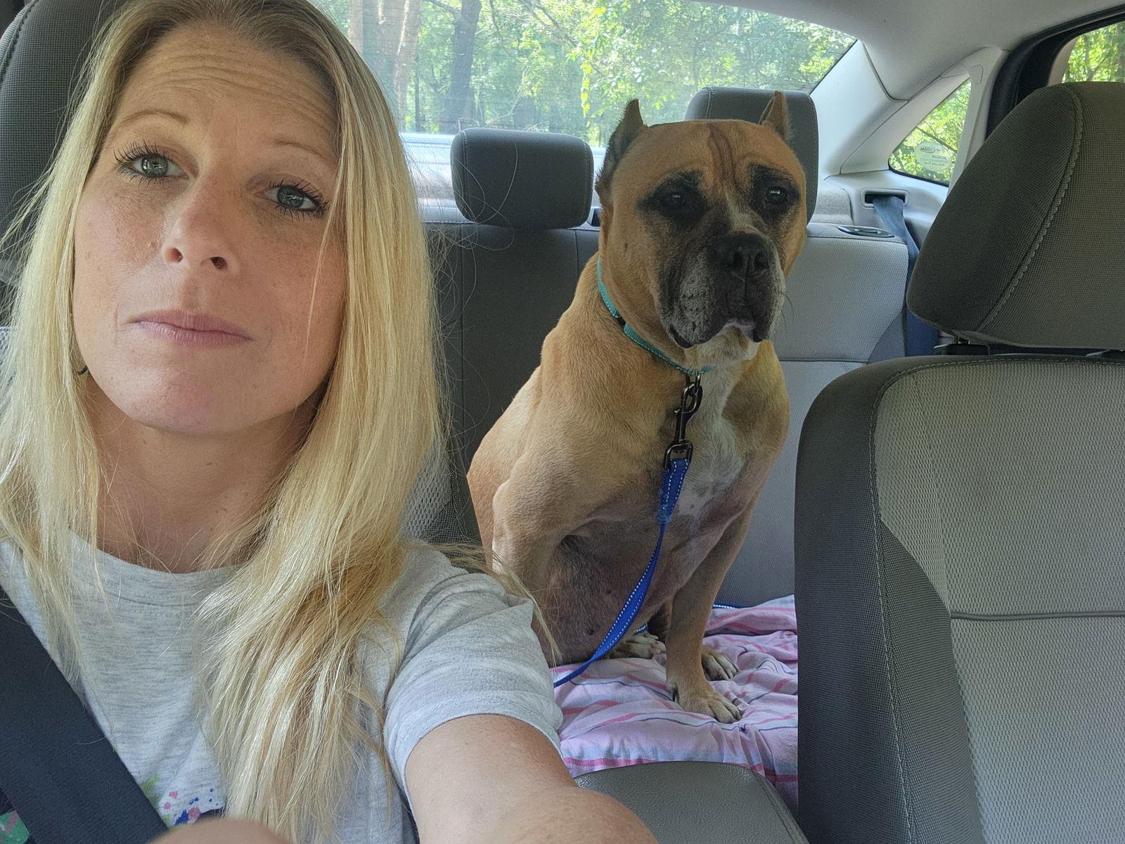 Enlarge Rocky, a Adoptable American Staffordshire Terrier in Shreveport, LA image 2/3