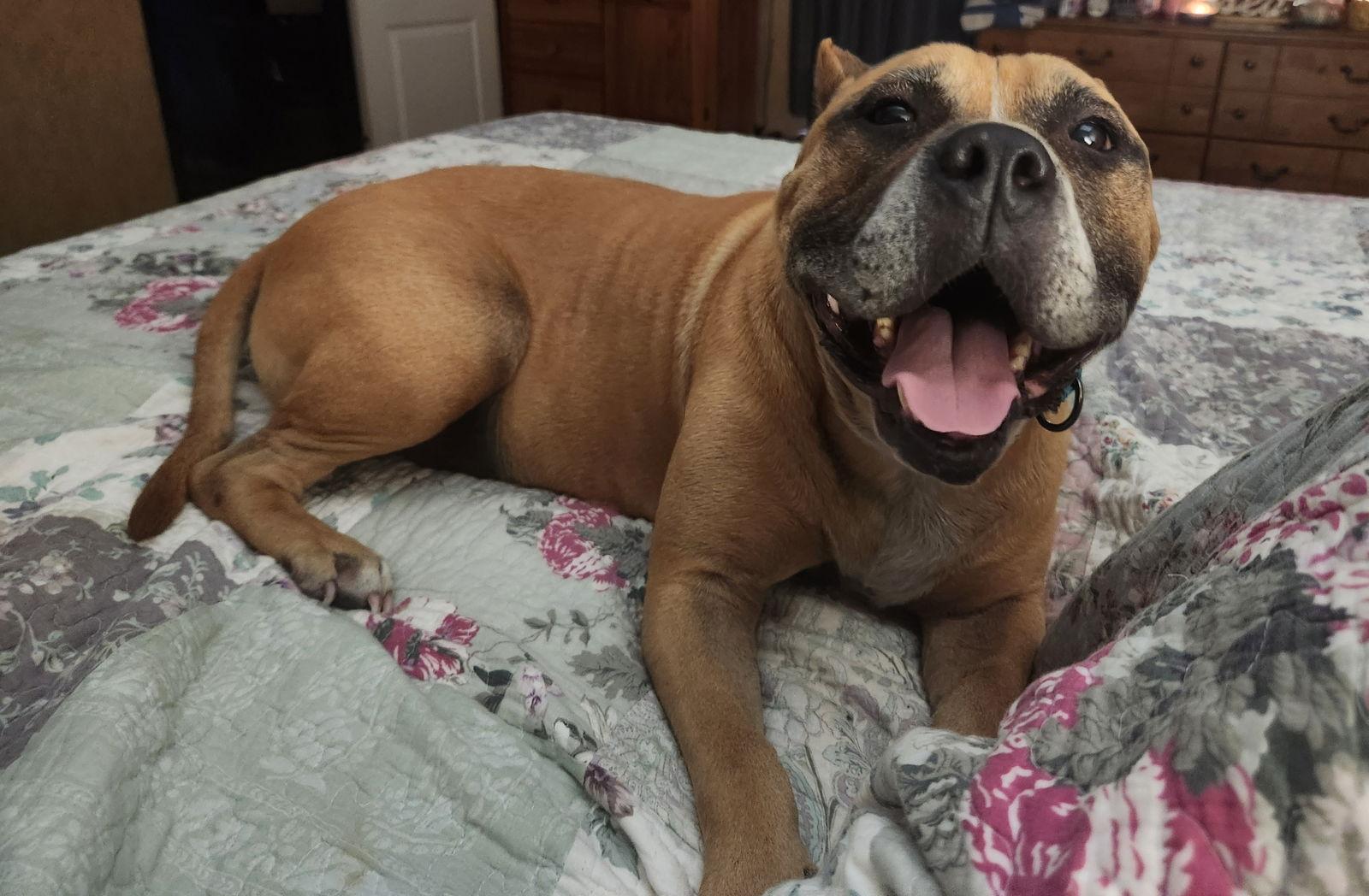 Enlarge Rocky, a Adoptable American Staffordshire Terrier in Shreveport, LA image 3/3