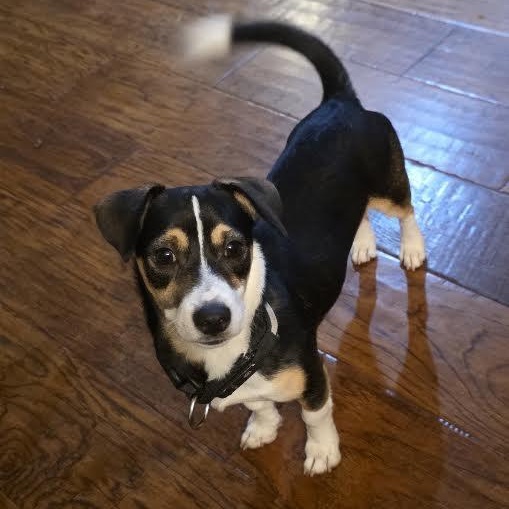 Enlarge Wylie, a Adoptable mixed breed in Springfield, MO image 2/6