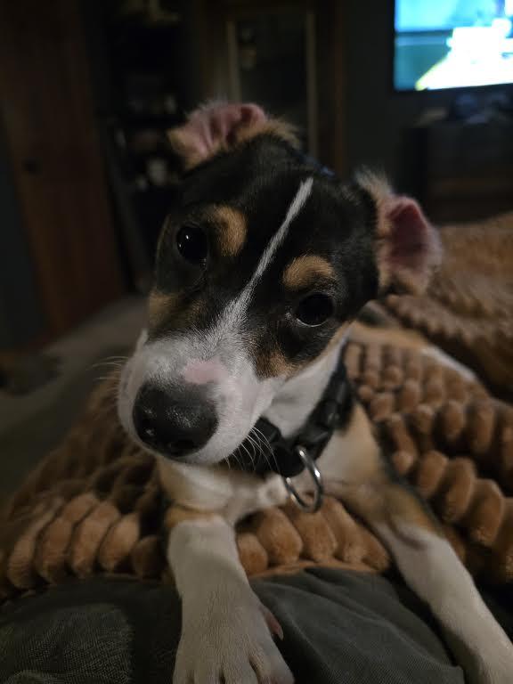Enlarge Wylie, a Adoptable mixed breed in Springfield, MO image 4/6