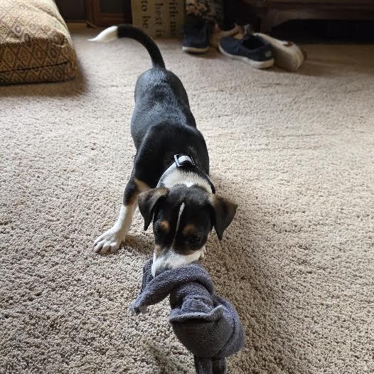 Enlarge Wylie, a Adoptable mixed breed in Springfield, MO image 6/6