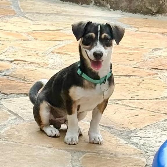 Enlarge Wylie, a Adoptable mixed breed in Springfield, MO image 1/6